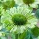 Jeżówka 'Green Jewel' - Echinacea Green Jewel